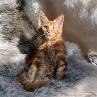 Garfield 12 Wochen